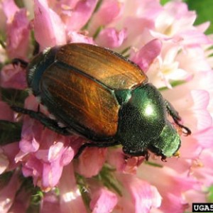 FlowerJapbeetle_UGA5175033_lg